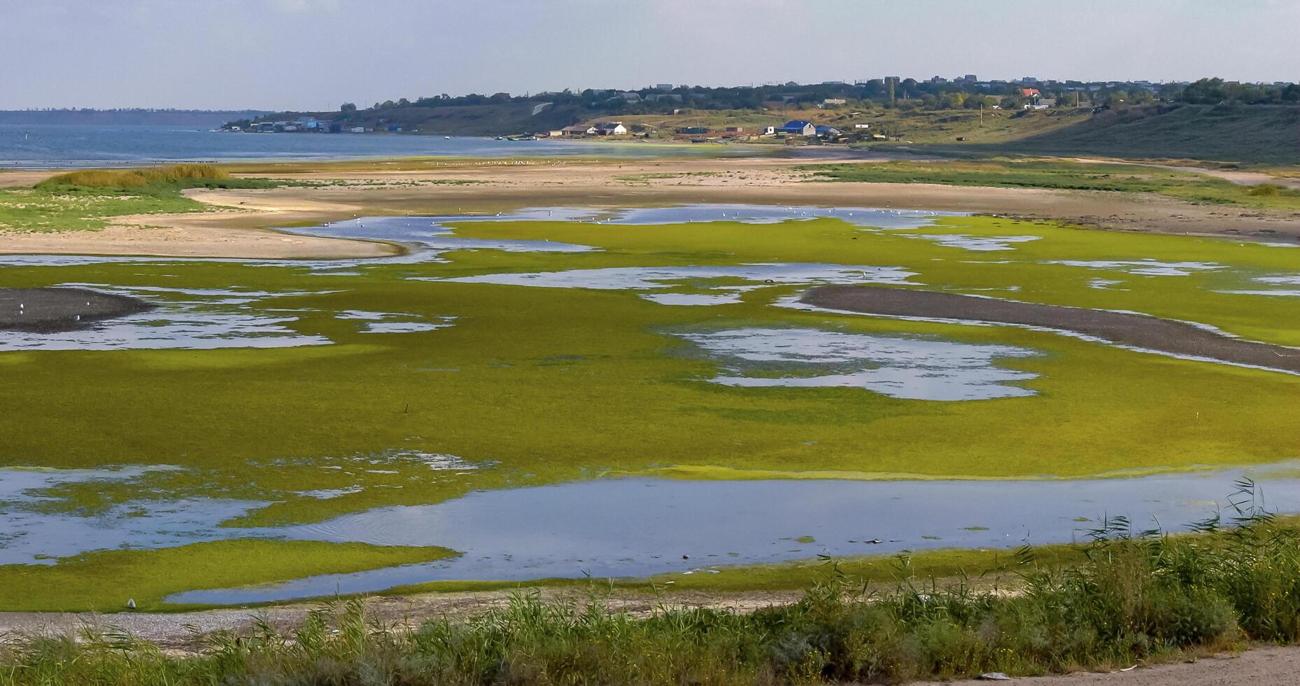 A large accumulation of green algae Ulva and Enteromorpha in a shallow estuary, eutrophication in the sea photo