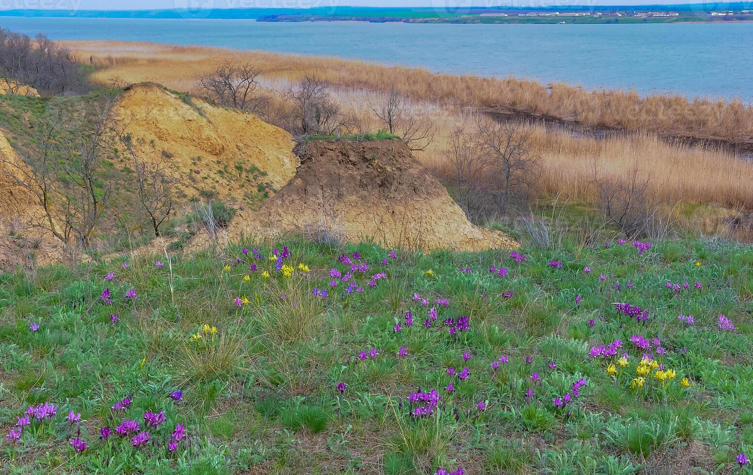 Endangered steppe plant pygmy iris or dwarf iris Iris pumila, Red Book of Ukraine photo