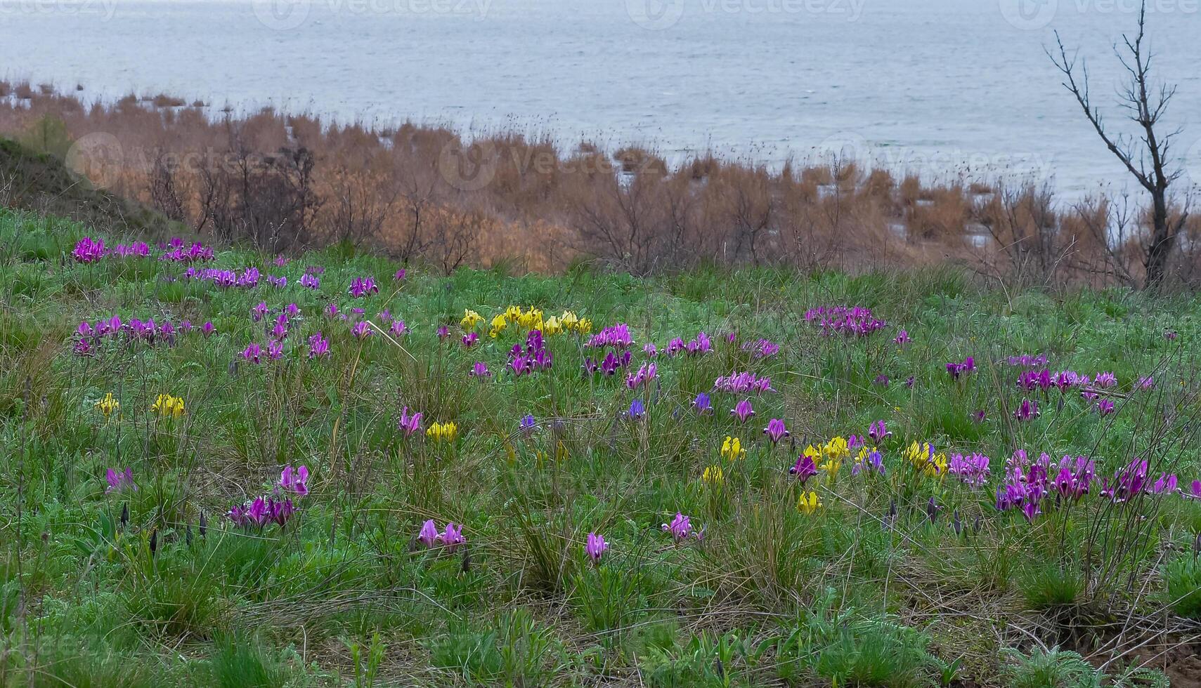 Endangered steppe plant pygmy iris or dwarf iris Iris pumila, Red Book of Ukraine photo