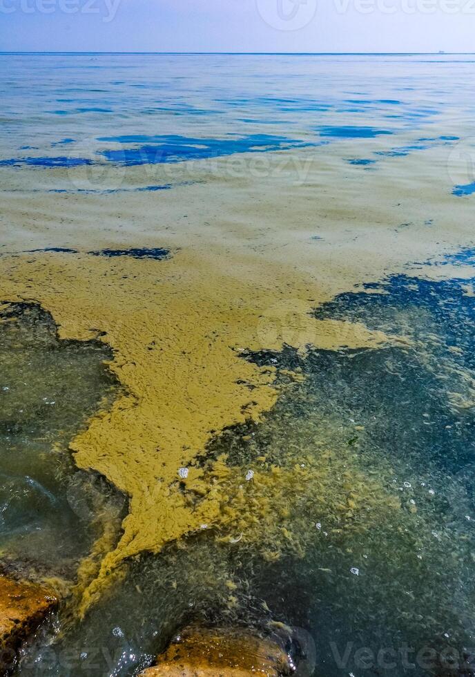 Nodularia spumigena, ecological disaster, a toxic blue-green algae bloom in the Black Sea photo