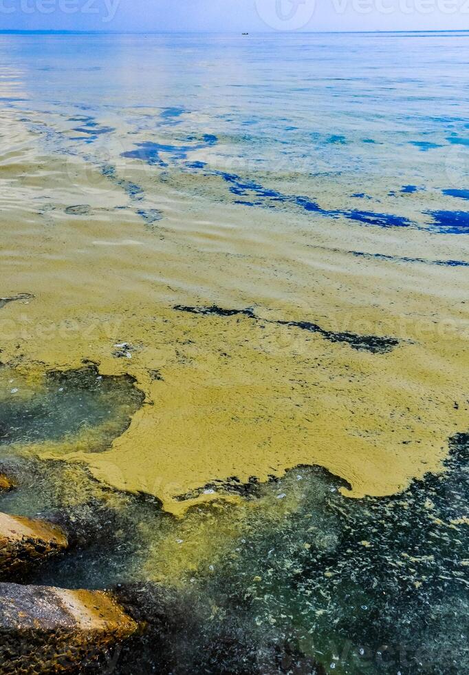 Nodularia spumigena, ecological disaster, a toxic blue-green algae bloom in the Black Sea photo