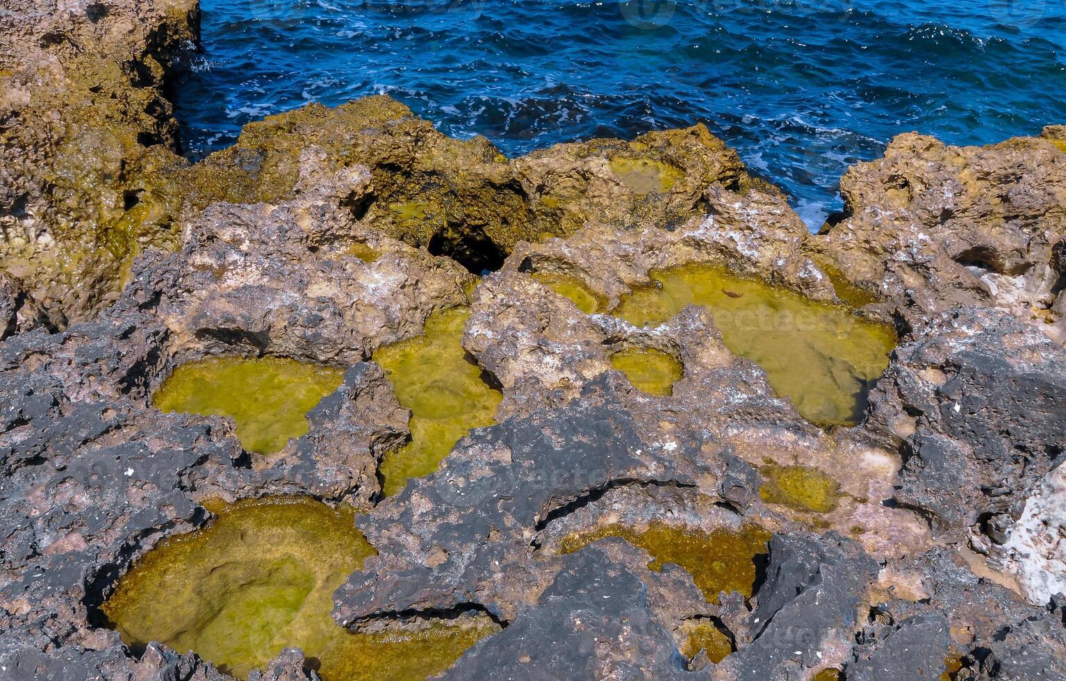 Green algae in littoral puddles in a flat rocky shore in eastern Crimea, Black Sea photo