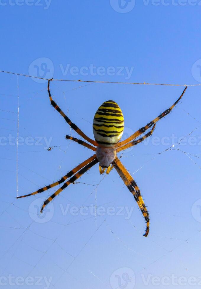 Wasp spider Argiope bruennichi, a spider sits on a round web, eastern Crimea photo
