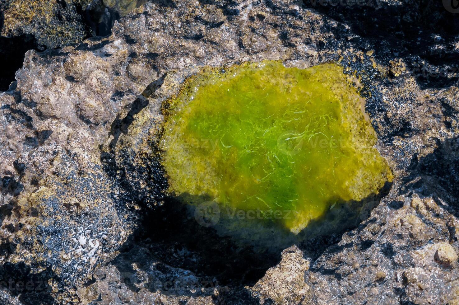 Green algae in littoral puddles in a flat rocky shore in eastern Crimea, Black Sea photo