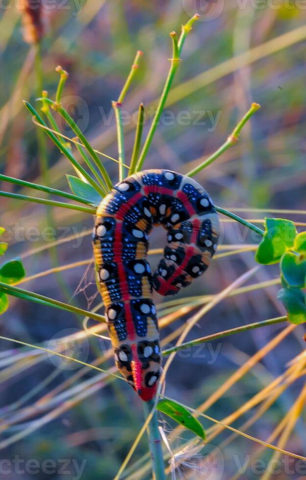 The spurge hawk-moth Hyles euphorbiae, The caterpillar of the nightjar moth eats the poisonous Euphorbia plant photo
