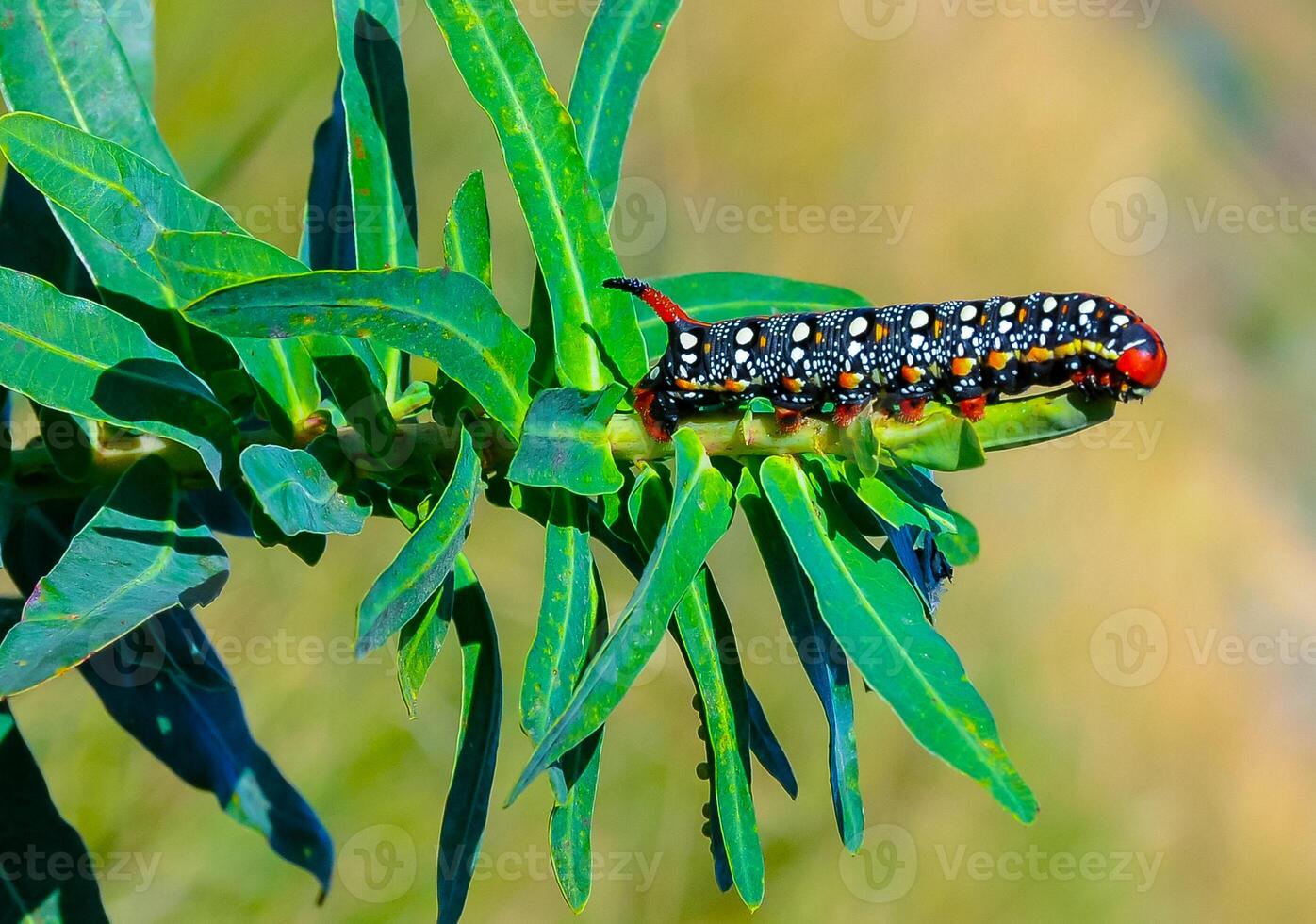 The spurge hawk-moth Hyles euphorbiae, The caterpillar of the nightjar moth eats the poisonous Euphorbia plant photo