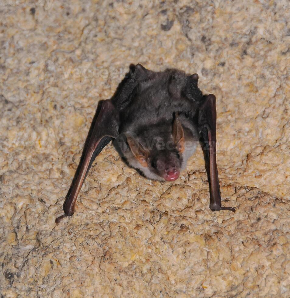 A bat rests upside down during the day in the catacombs of eastern Crimea photo
