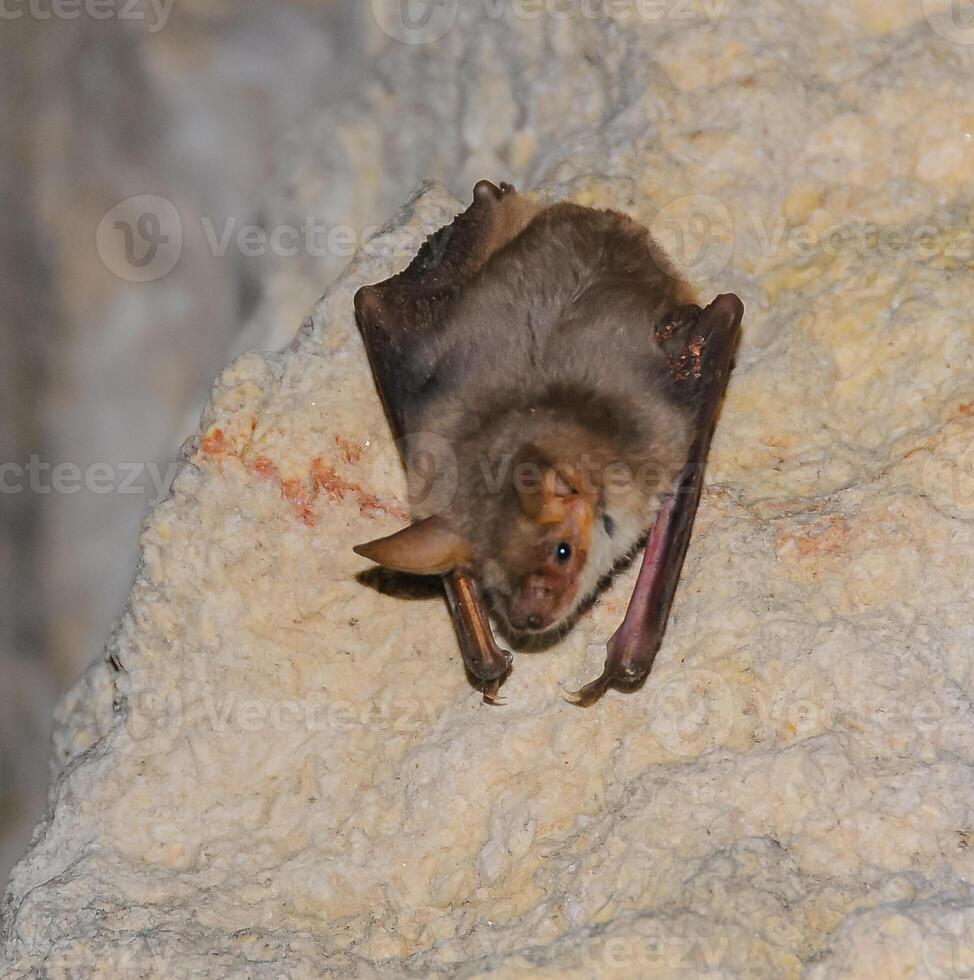 A bat rests upside down during the day in the catacombs of eastern Crimea photo