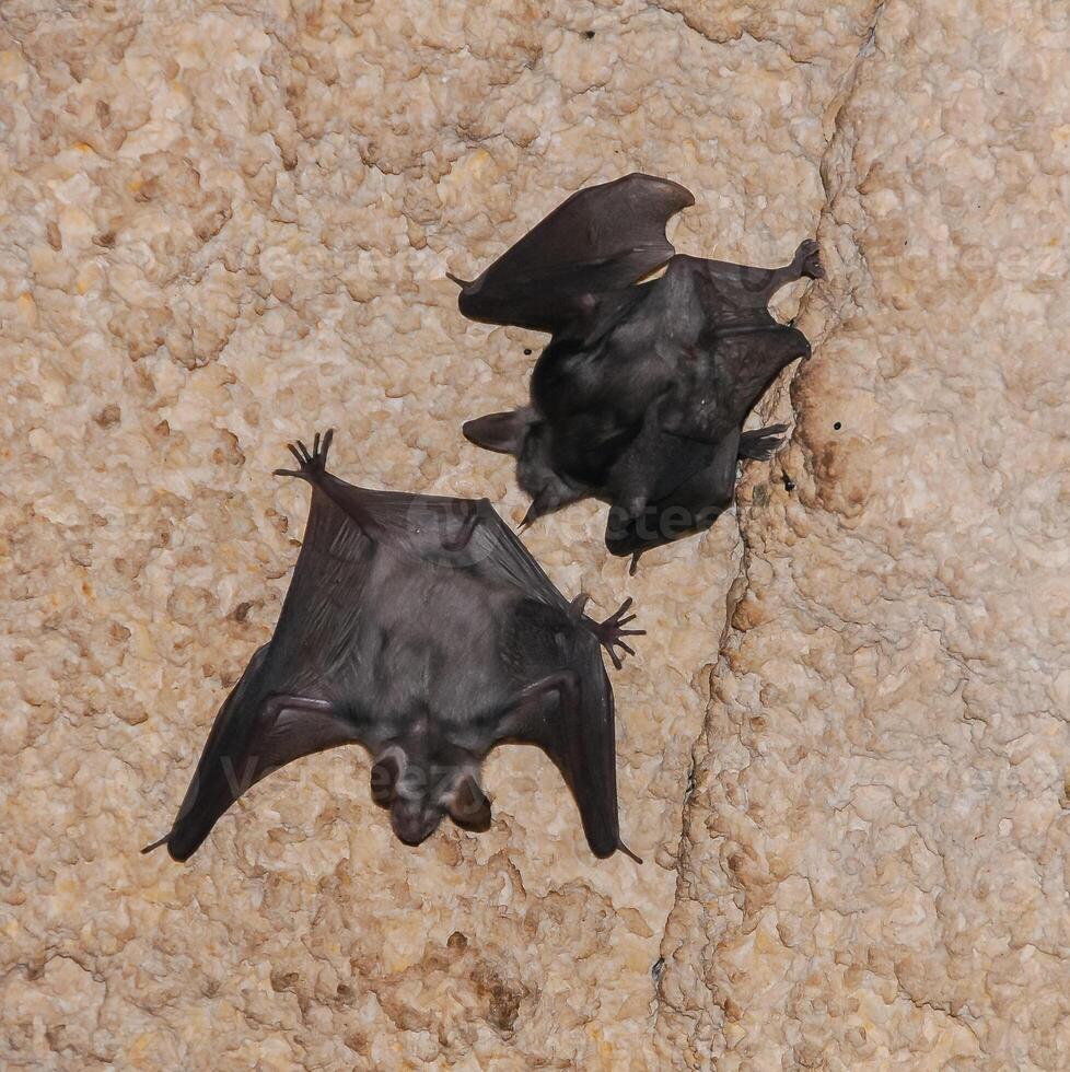 A colony of bats resting on the ceiling in the catacombs of the eastern Crimea during the day photo