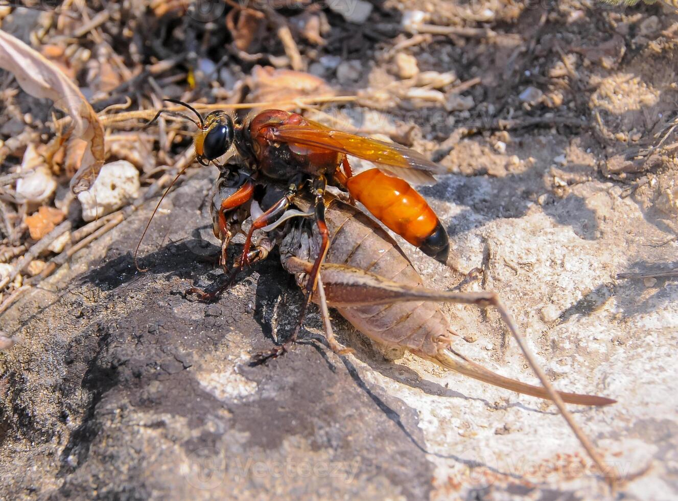 Great golden digger Sphex ichneumoneus, A wasp paralyzes a grasshopper and drags it into a hole dug in the sand photo