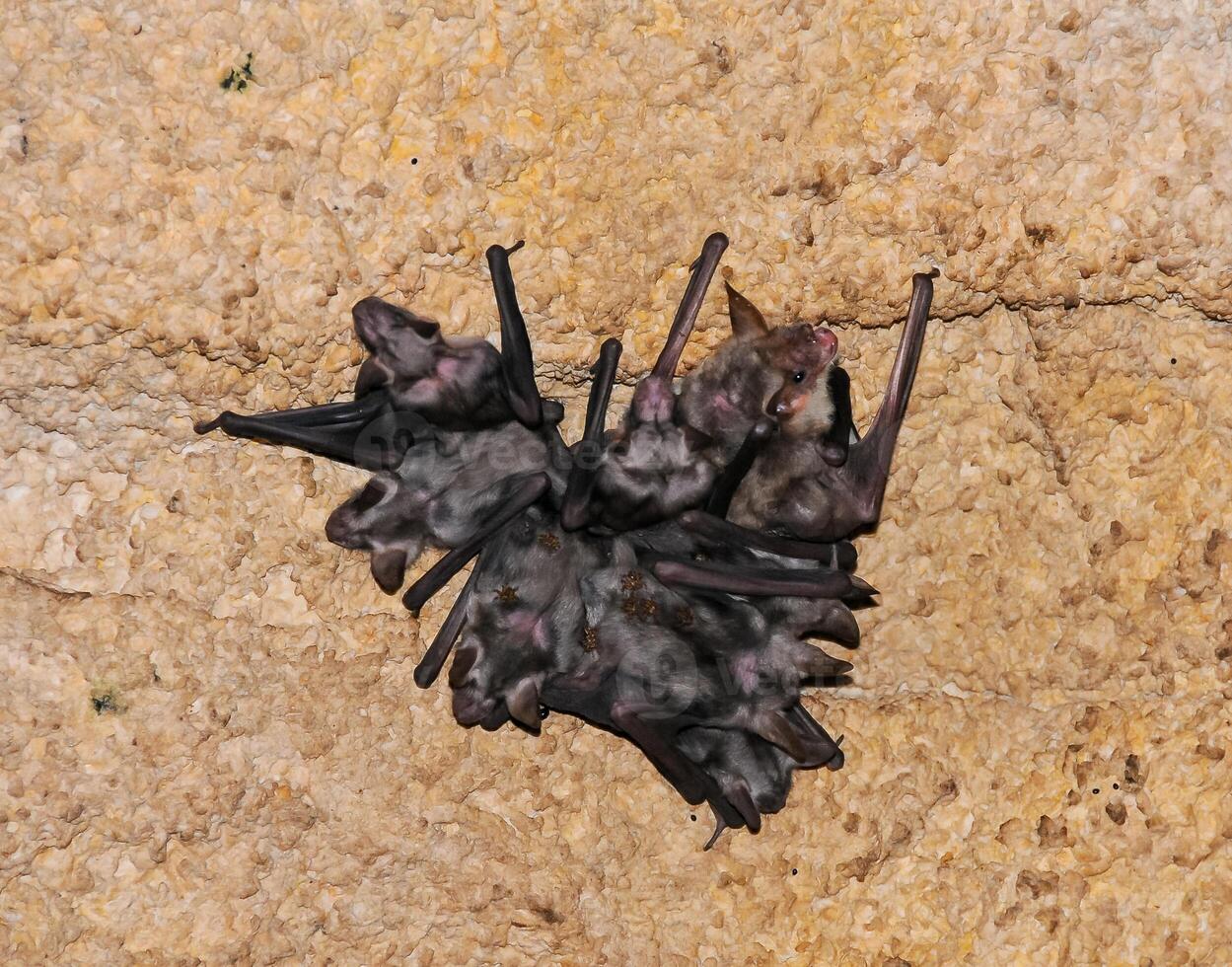 A colony of bats resting on the ceiling in the catacombs of the eastern Crimea during the day photo