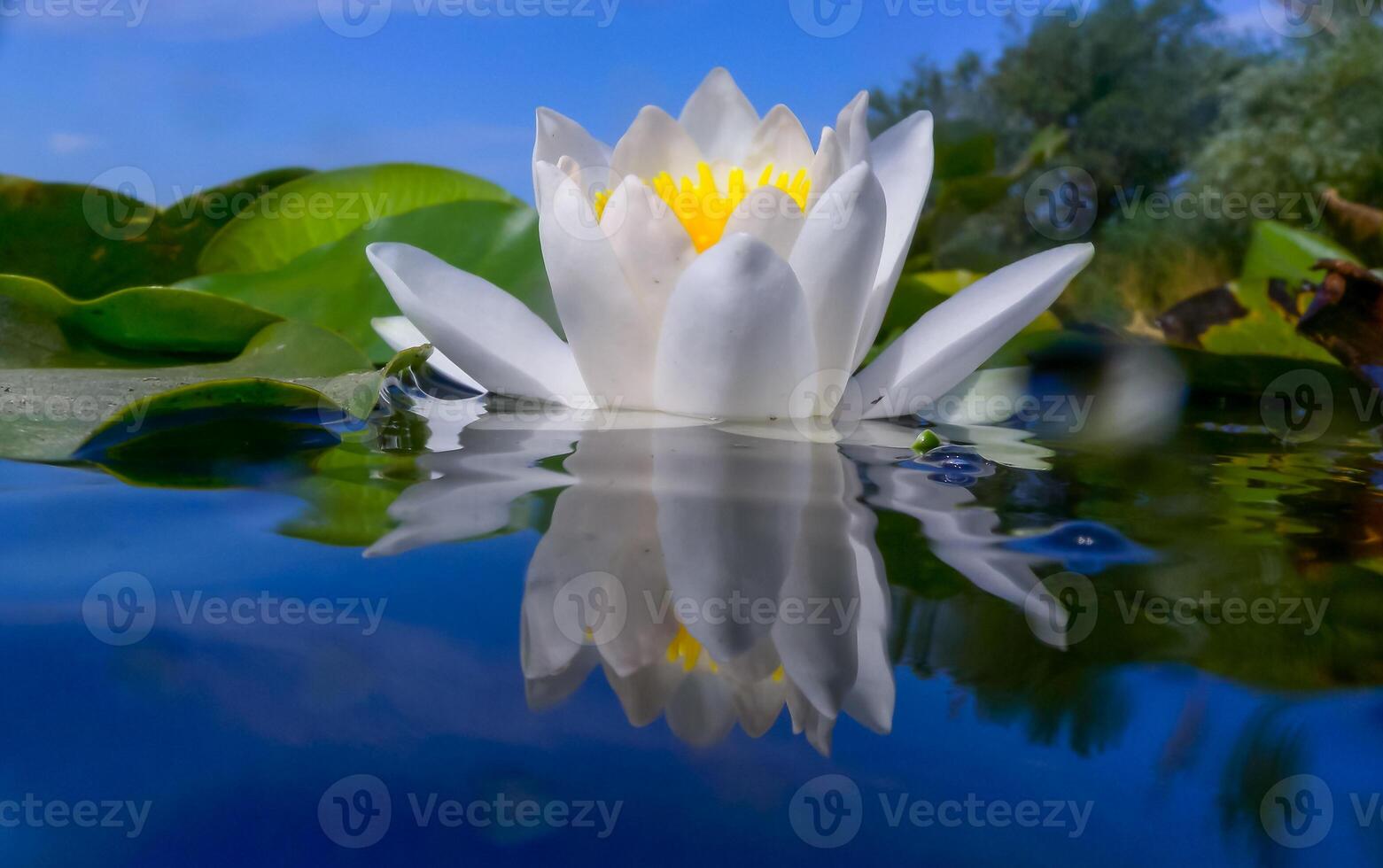 Beautiful white water lily Nymphaea alba flowers on the water surface in the lake Kugurluy, Ukraine photo