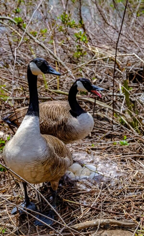 Canada goose Male and female goose on a nest with eggs on an island among trees photo