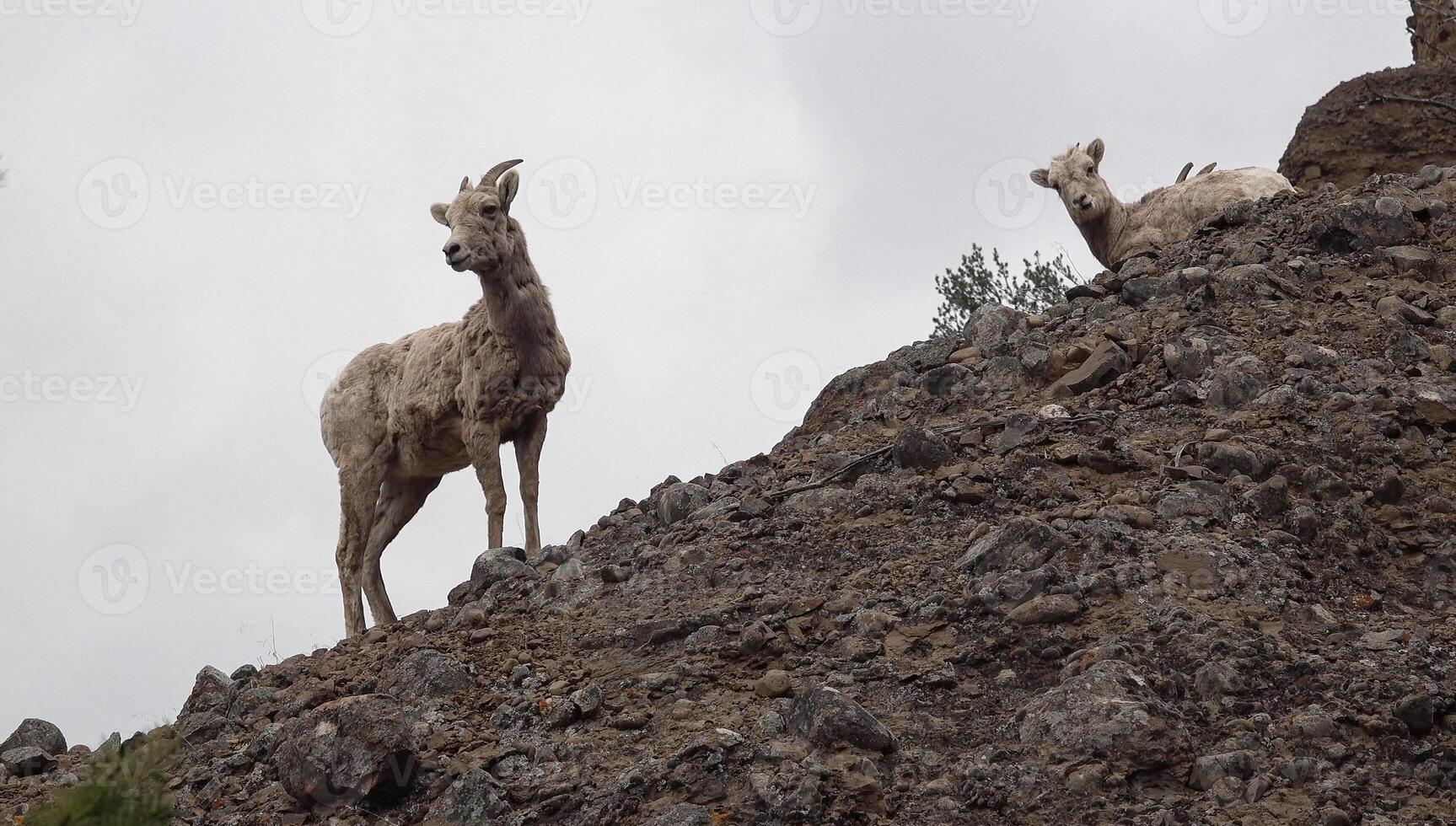 Bighorn Sheep Ovis canadensis are the rarest big game species in North Dakota. photo