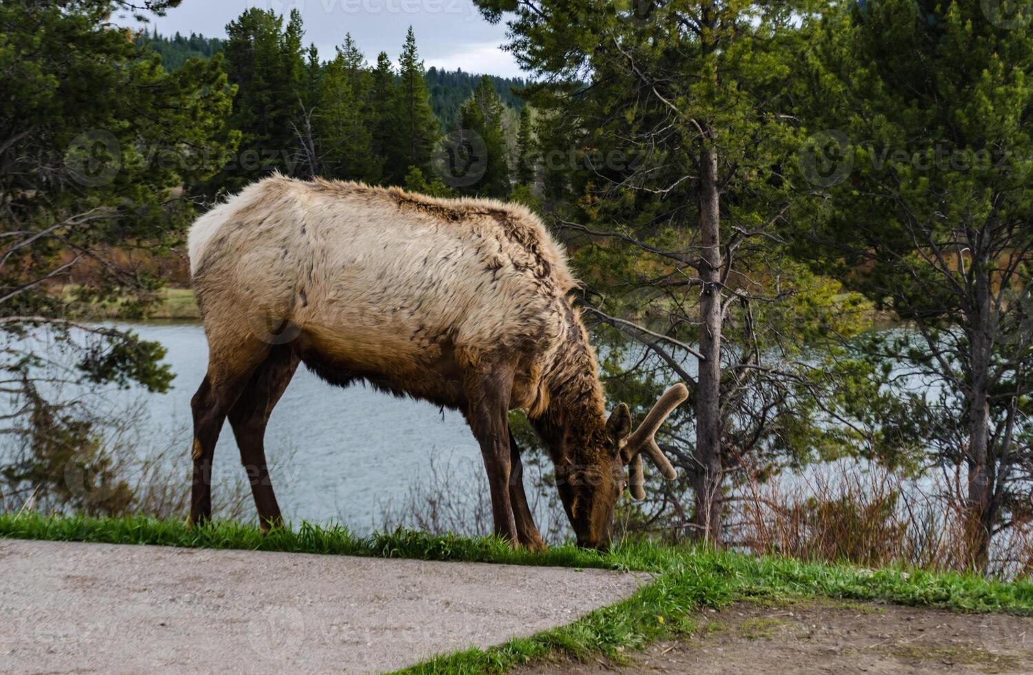Bull Moose, a young animal eating green grass during a rain on the roadside, US photo