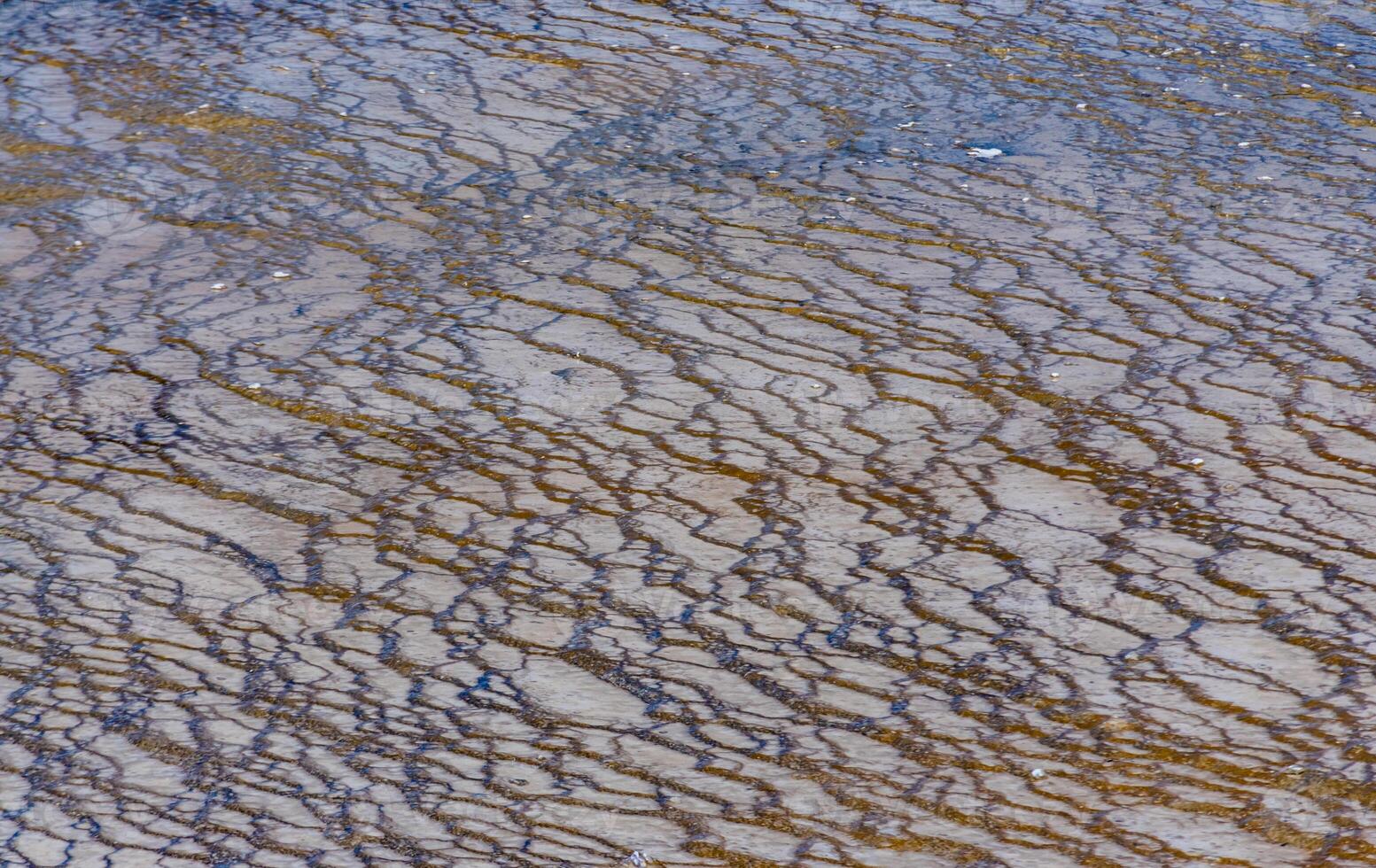 Algae-bacterial mats. Hot thermal spring, hot pool in the Yellowstone NP. Wyoming, US photo