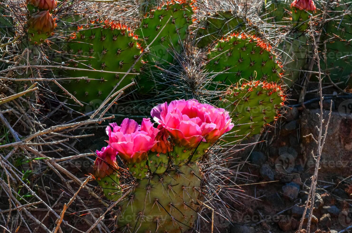 Flowering cactus plants, Pink flowers of Opuntia polyacantha in Canyonlands National Park, Utha photo
