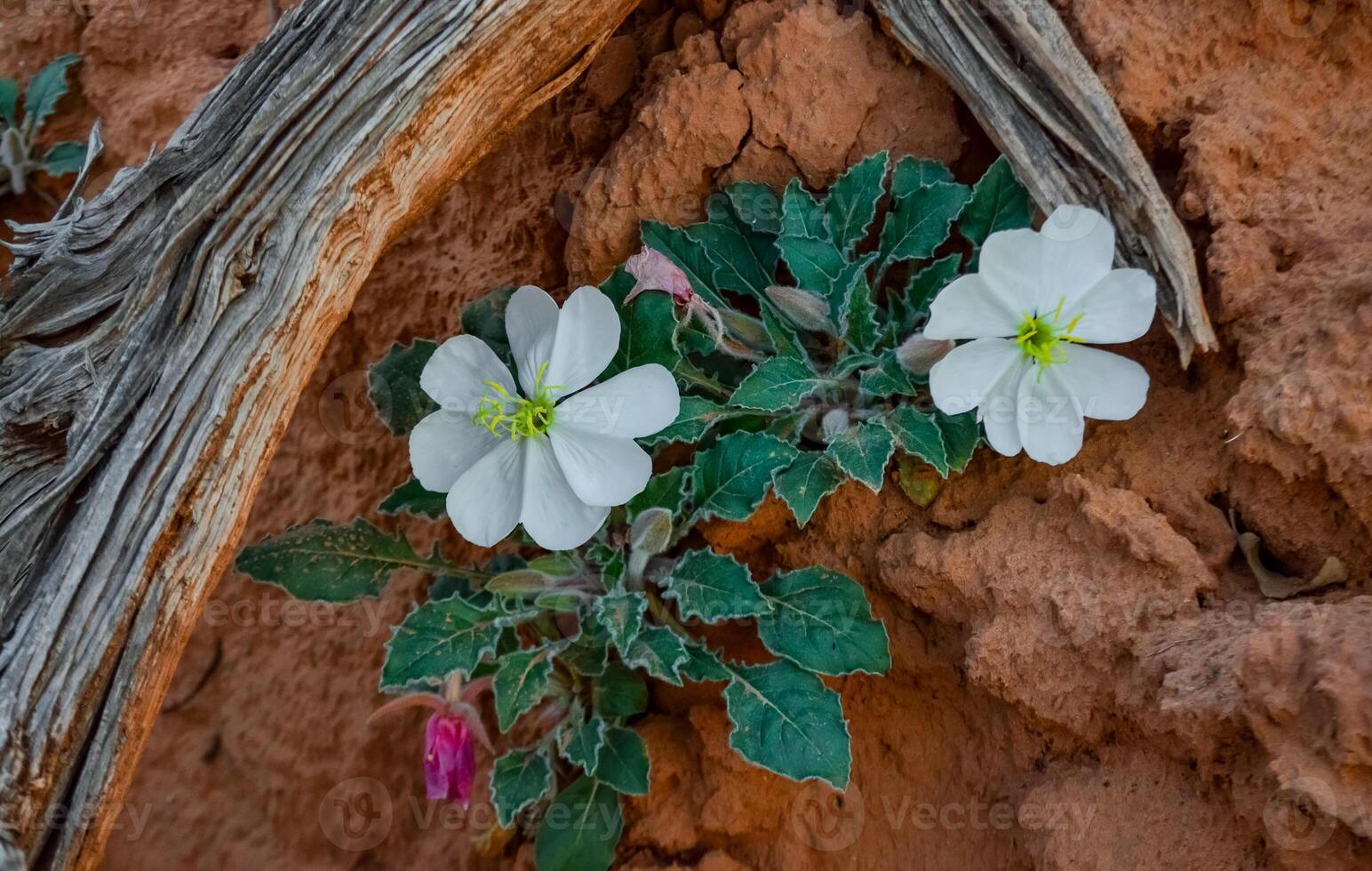 Desert Dwarf Evening Primrose Oenothera caespitosa, Canyonlands National Park, Utah photo