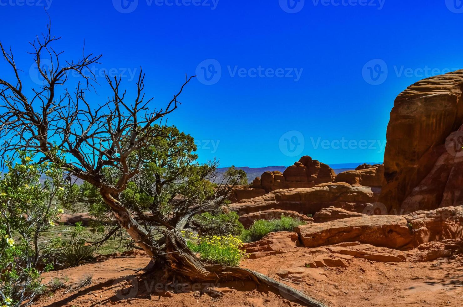 Dry tree against the background of an Eroded landscape, Arches National Park, Moab, Utah, US photo