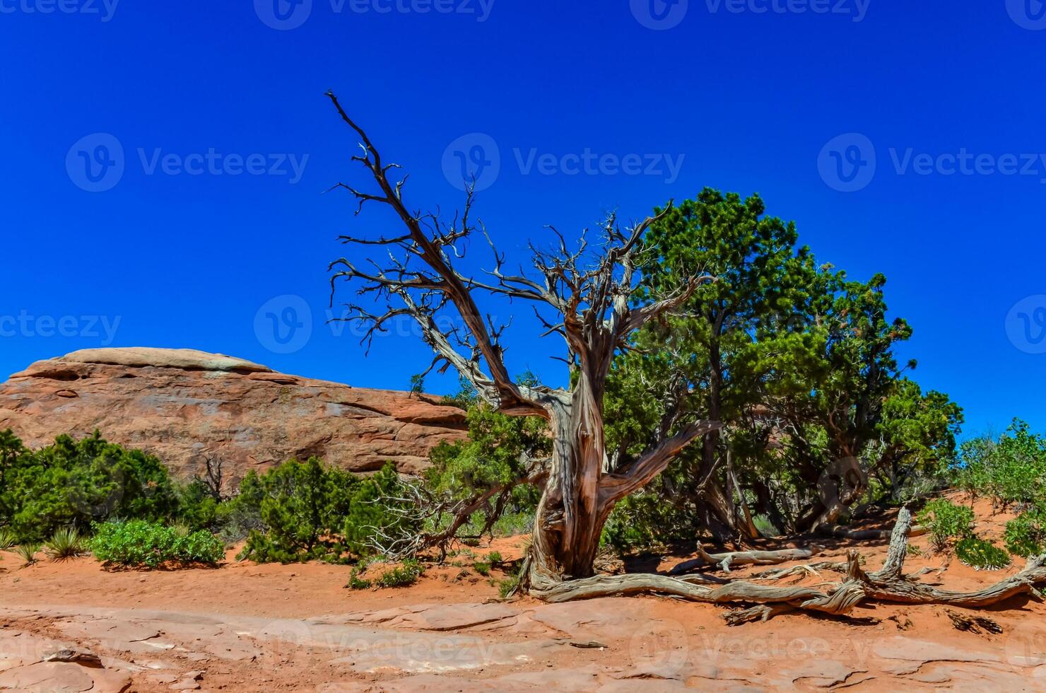 Dry tree against the background of an Eroded landscape, Arches National Park, Moab, Utah, US photo