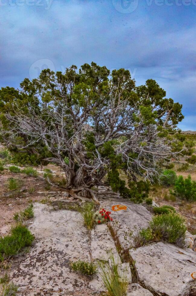 Known commonly as the hedgehog cactus Echinocereus sp., east Utah photo