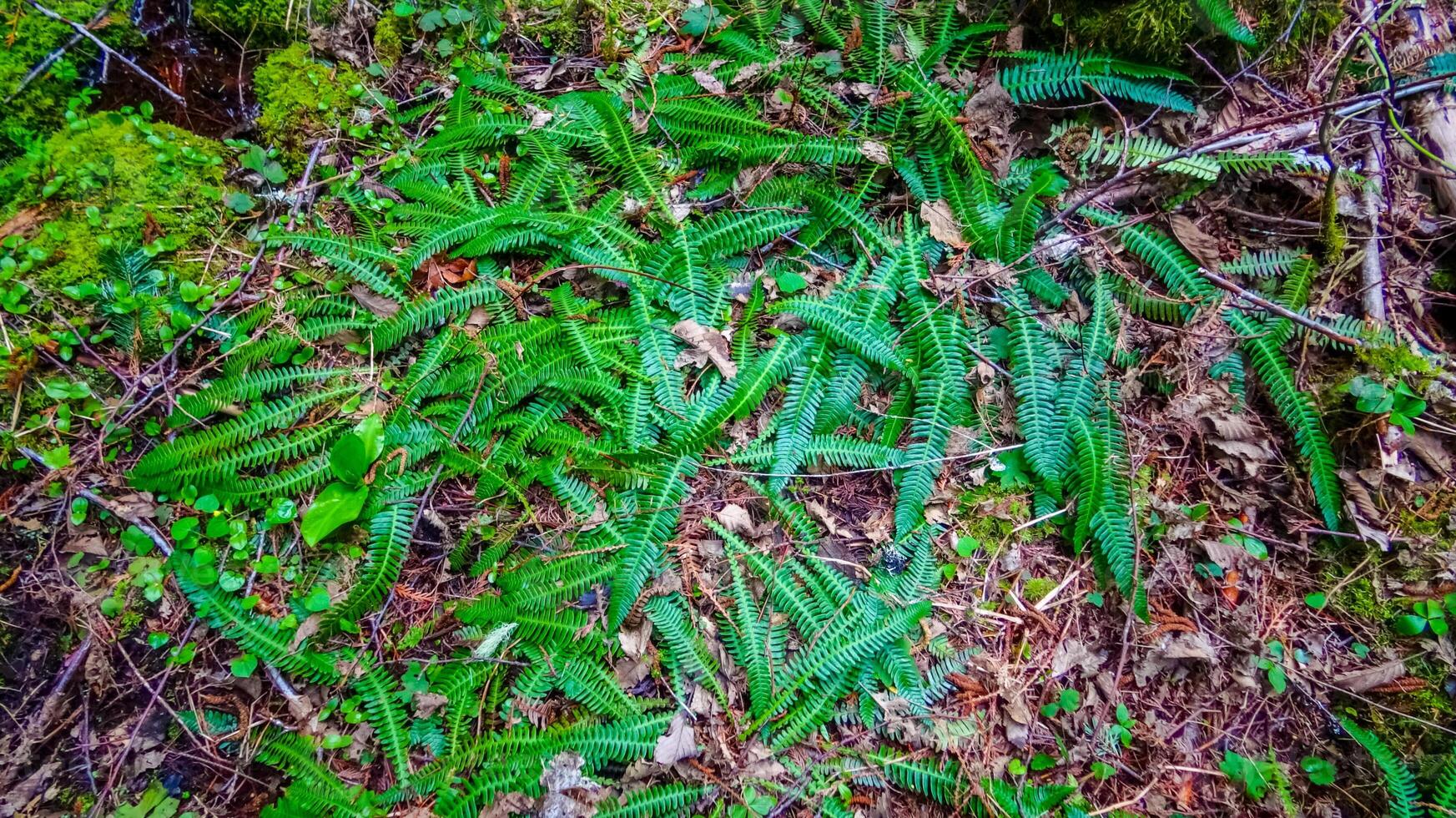 Swamp plants, mosses and ferns in a damp forest. Washington State photo