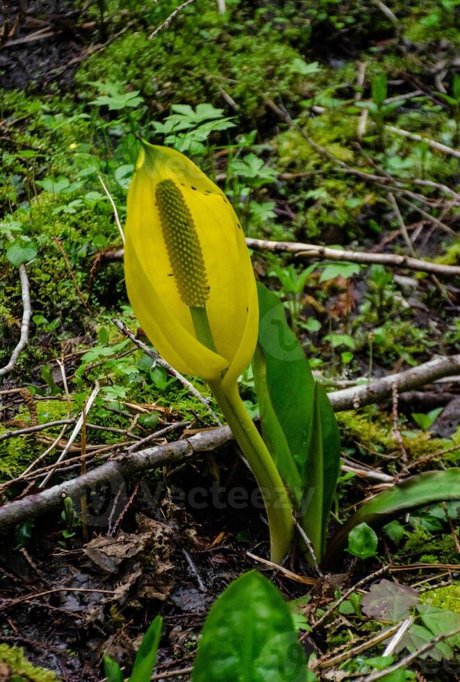 Western Skunk Cabbage Lysichiton americanus in a red alder grove, Olympic National Park photo