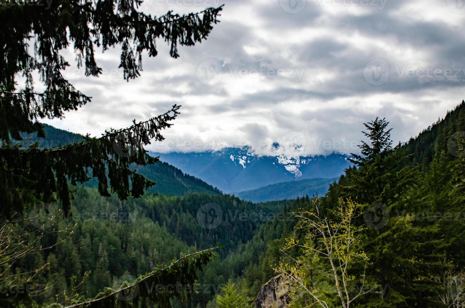 View of the mountains in the clouds, coniferous forest in the mountains, Washington state photo