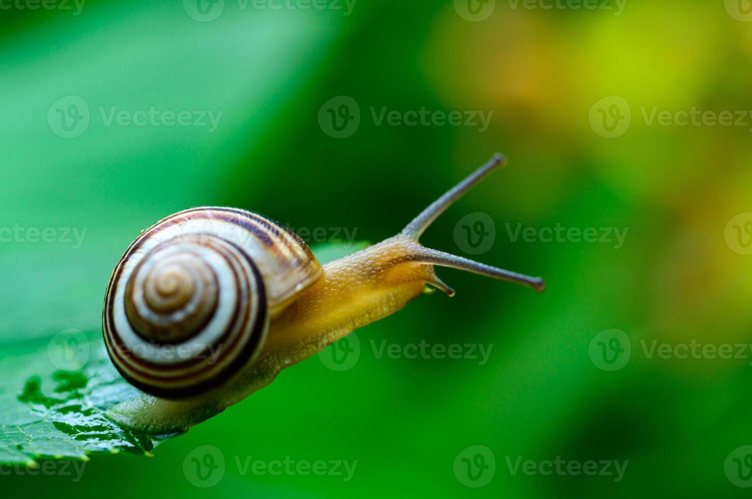 Cepaea vindobonensis - crawling land lung mollusk with a yellow body photo