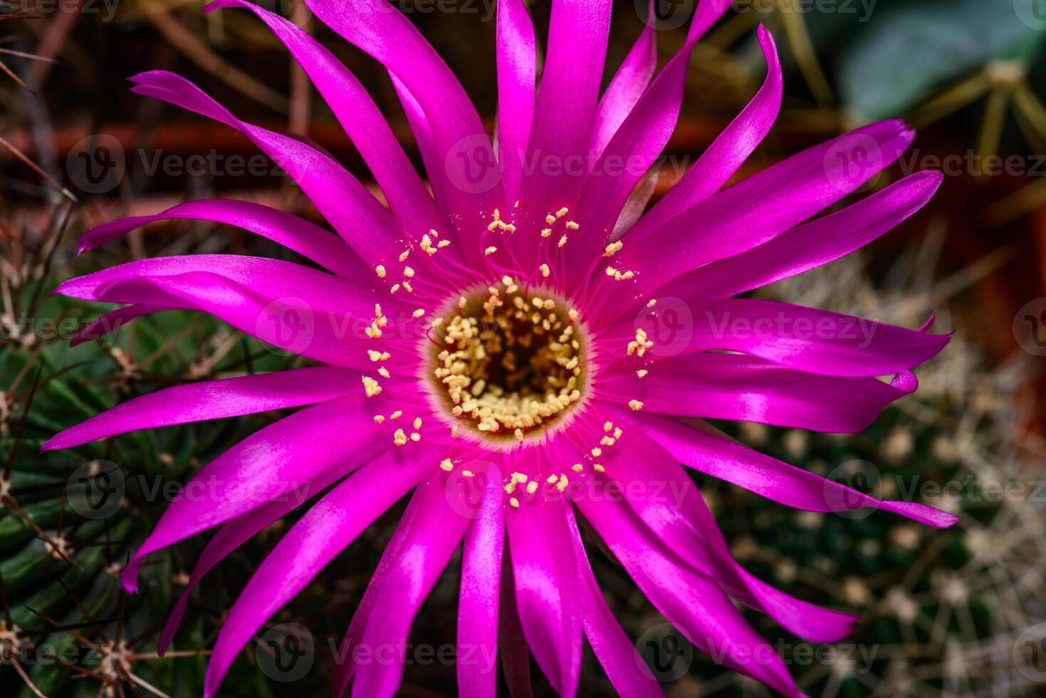 Lobivia sp. - cactus blooming in spring in a botanical collection photo