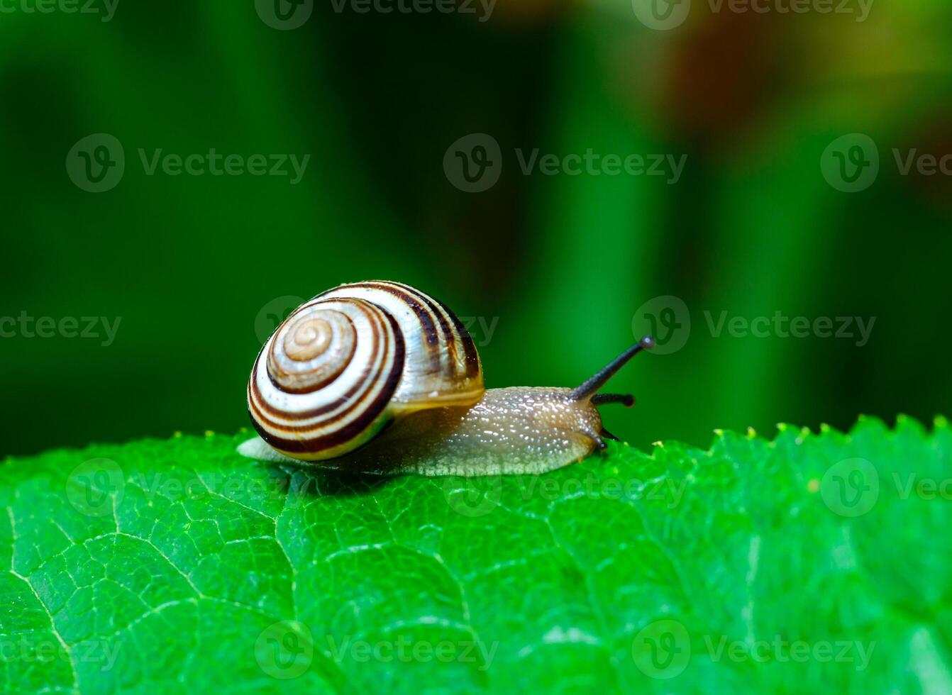 Cepaea vindobonensis - crawling land lung mollusk with a yellow body photo