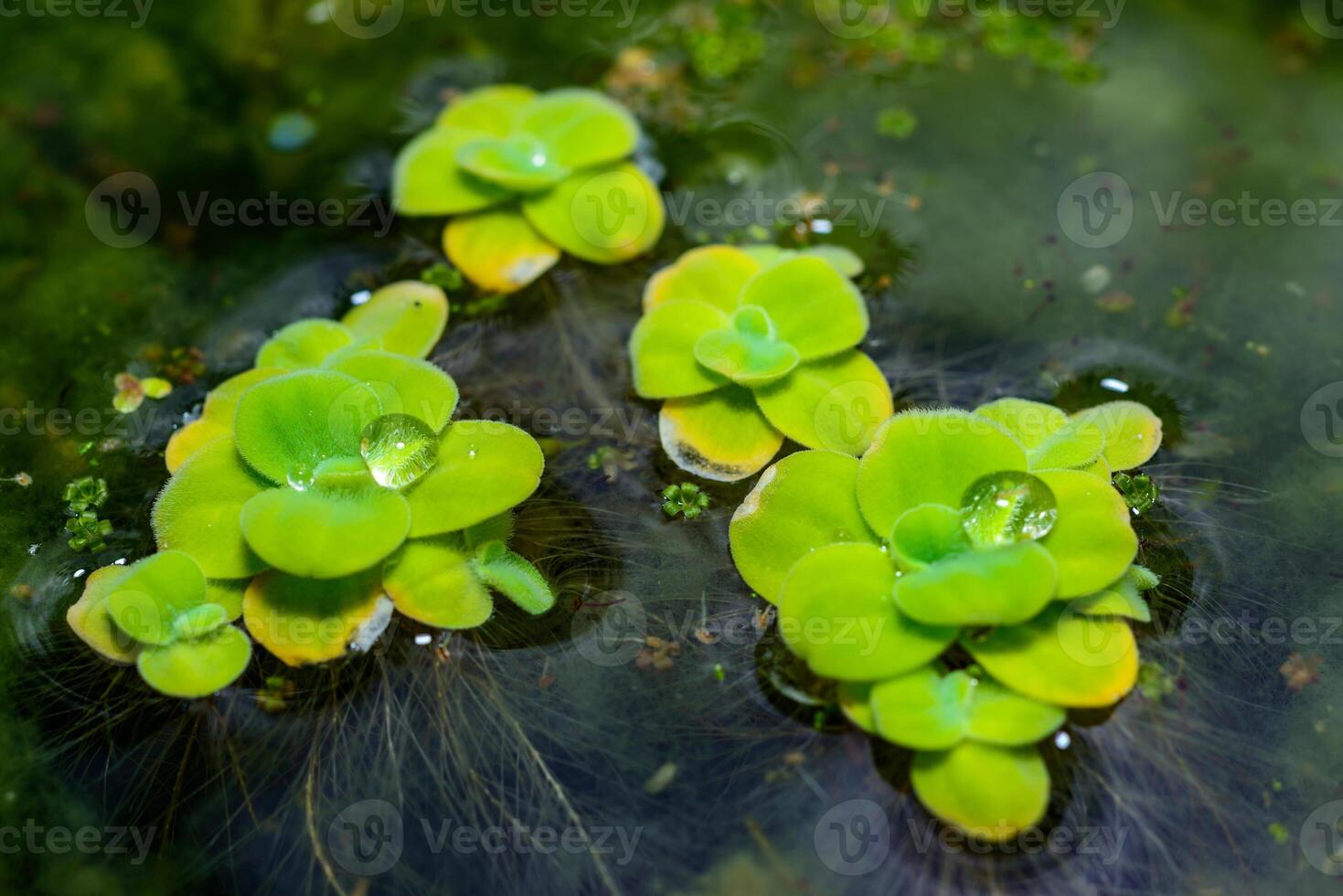Tropical Pistia in a lake completely overgrown with duckweed and Wolffia in Odessa photo