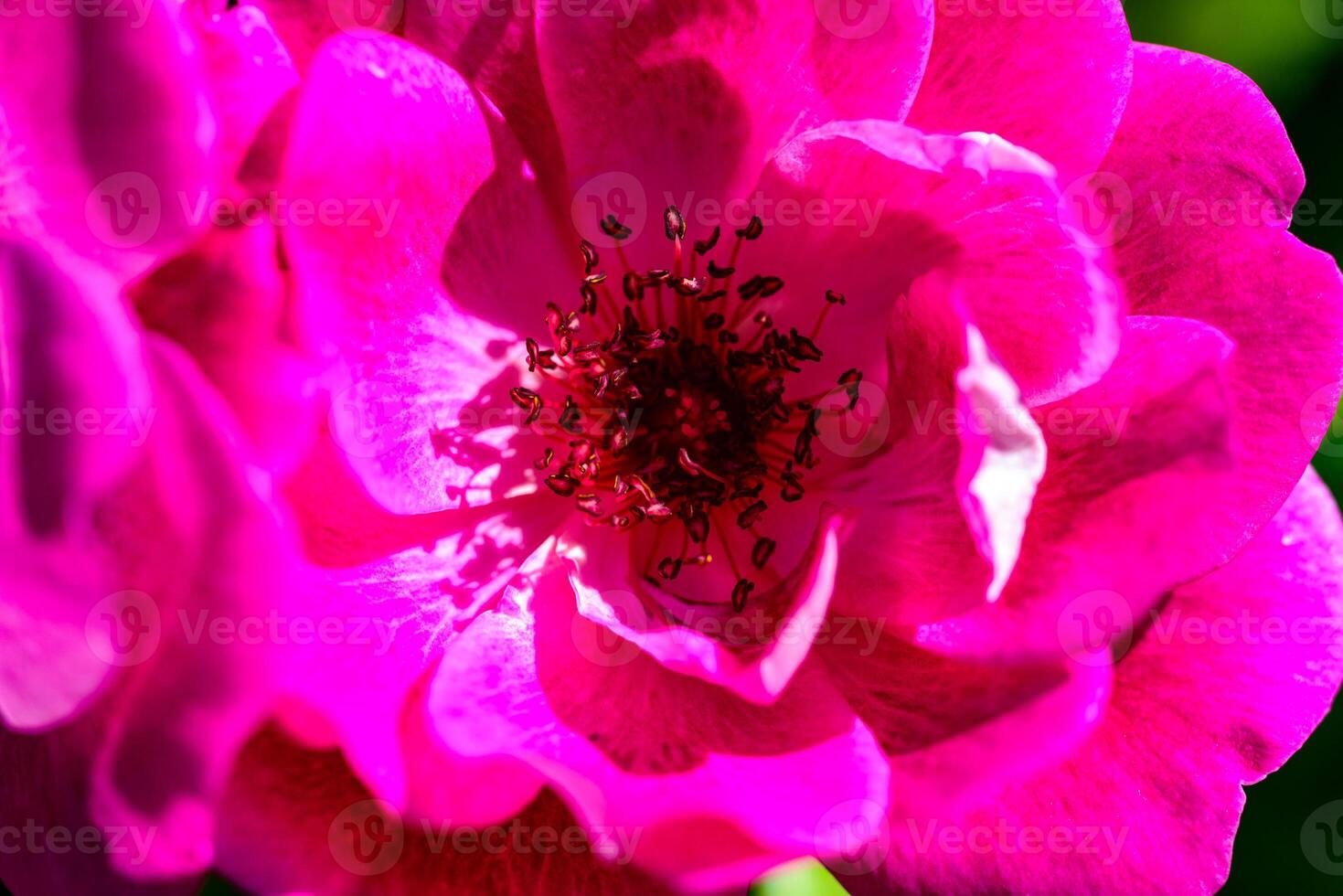 Red rose flower closeup with stamens and pistil in botanical collection photo