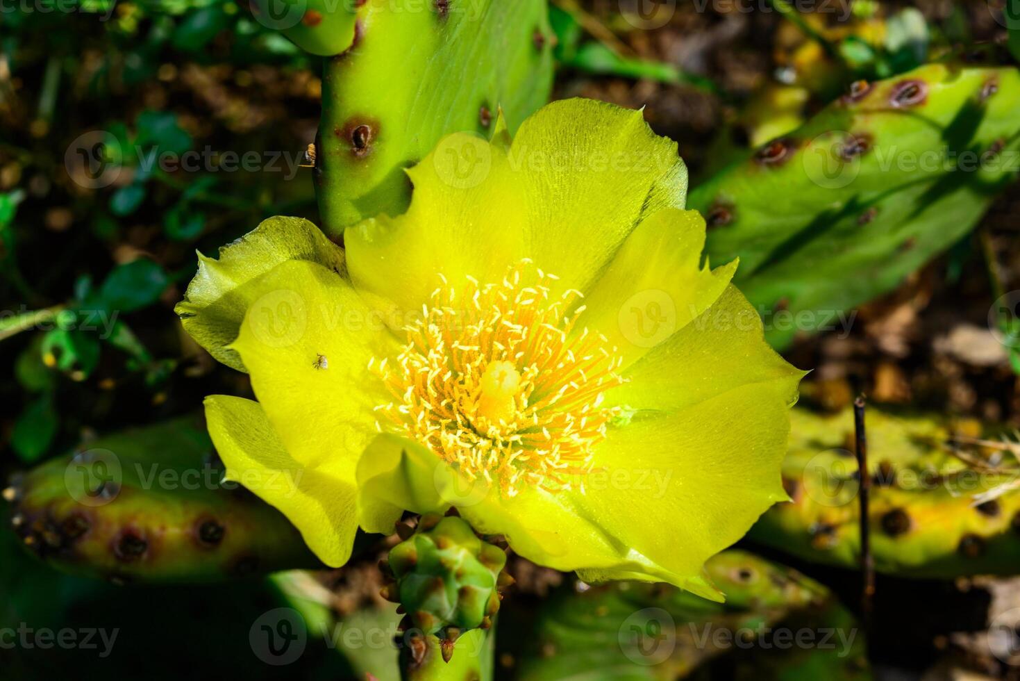 Close-up of yellow blooming cactus Opuntia on a stone slide photo