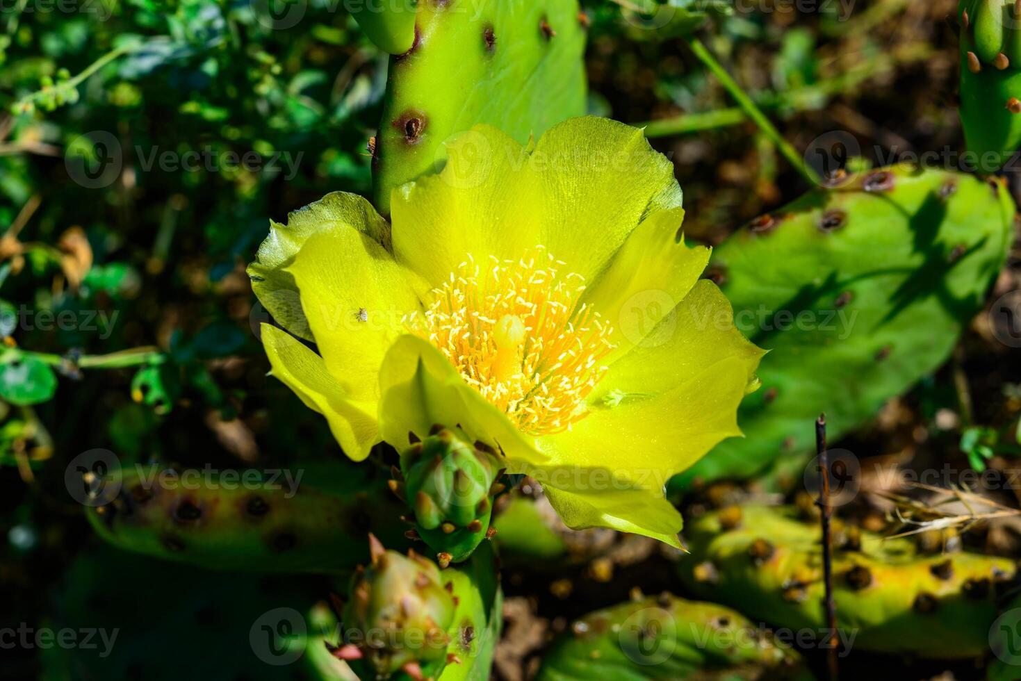 Close-up of yellow blooming cactus Opuntia on a stone slide photo
