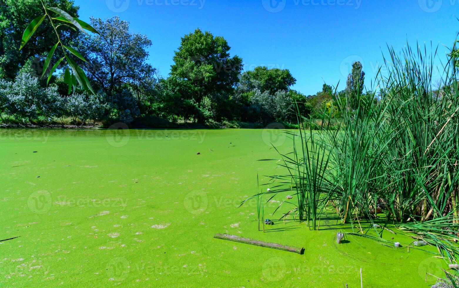 Aquatic plants floating on the surface of the water duckweed Lemna and Wolffia in a stagnant pond photo