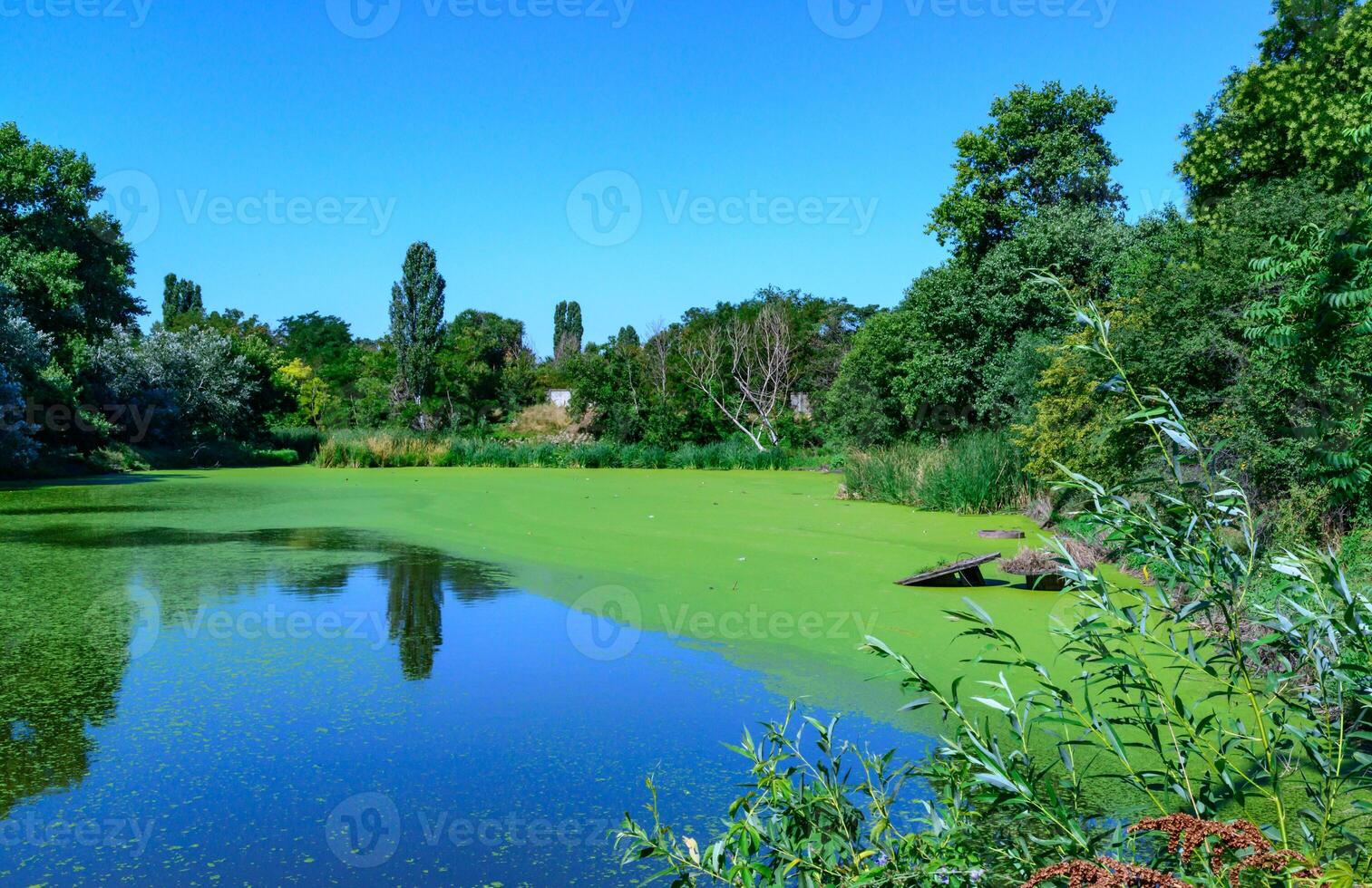 Reflection of trees in the water of a lake with a continuous layer of floating algae Lemna and Wolffia photo