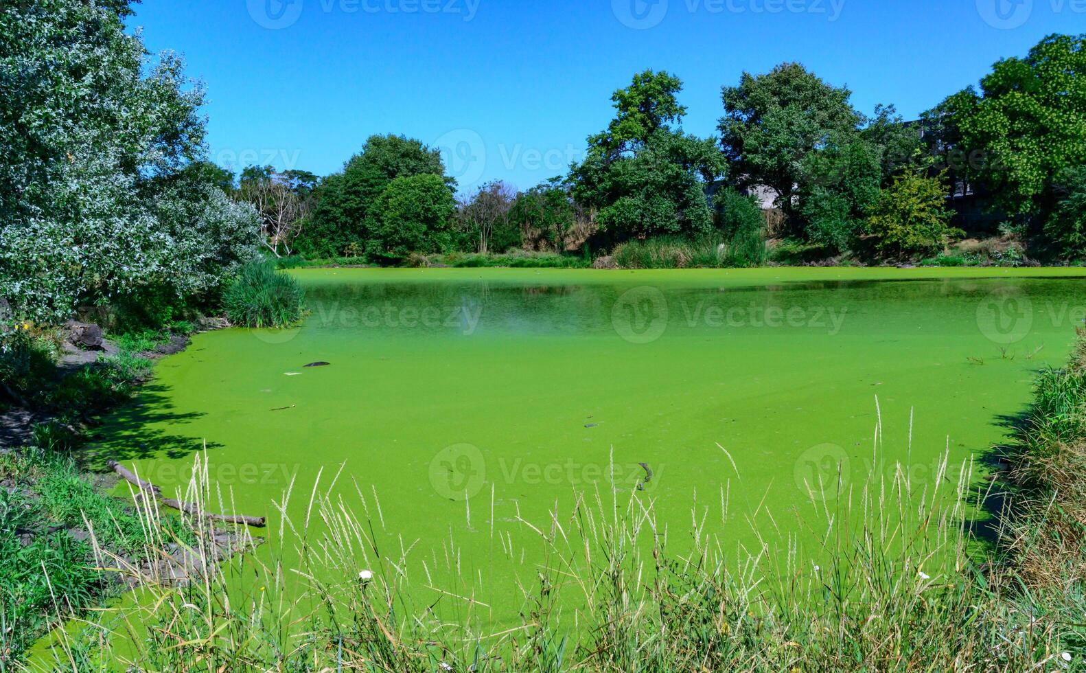 Green algae Lemna and Wolffia covering entire surface of pond water in summer photo
