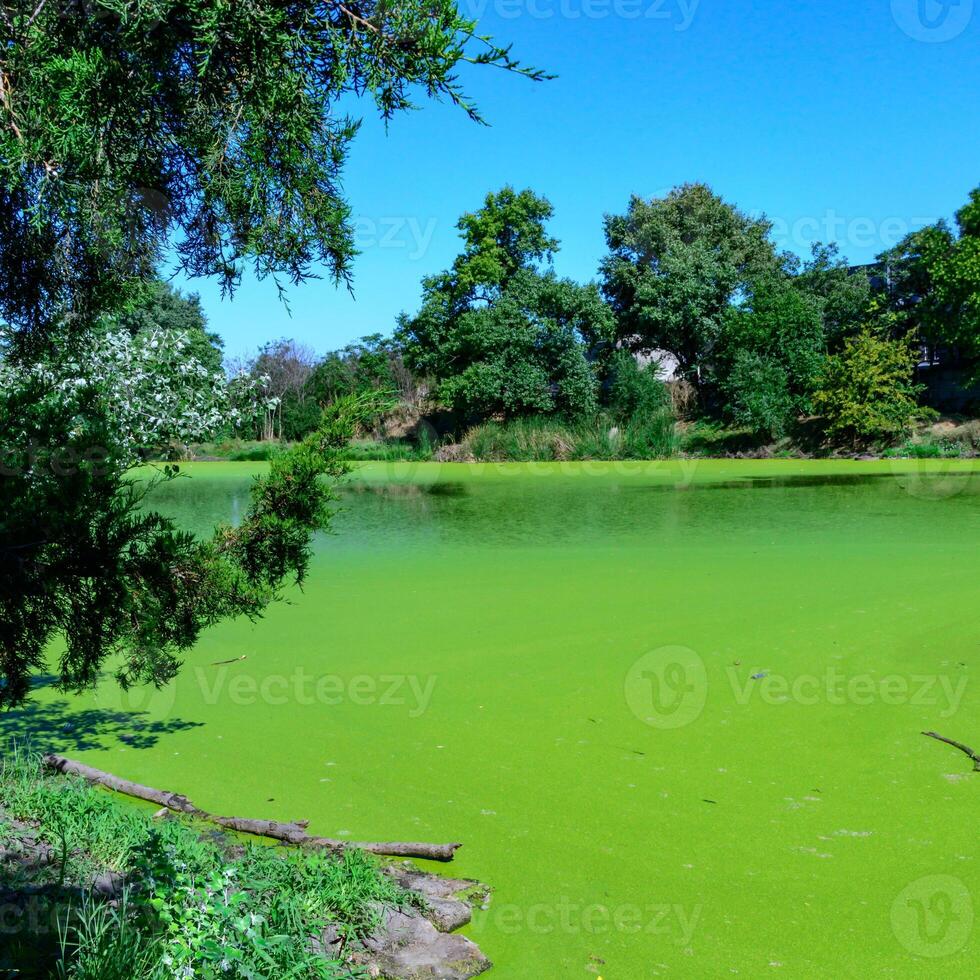 Green algae Lemna and Wolffia covering entire surface of pond water in summer photo