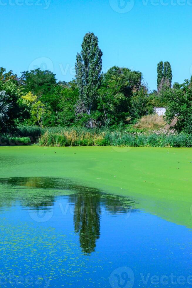 Reflection of trees in the water of a lake with a continuous layer of floating algae Lemna and Wolffia photo