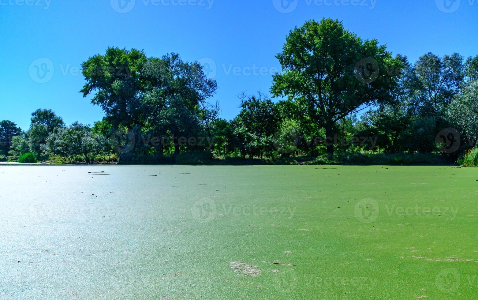 Aquatic plants floating on the surface of the water duckweed Lemna and Wolffia photo
