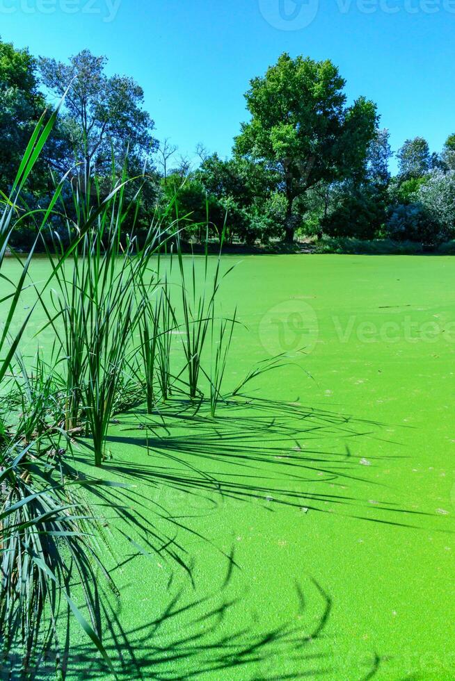 Reeds cast a shadow on a continuous layer of floating algae Lemna and Wolffia on the surface photo