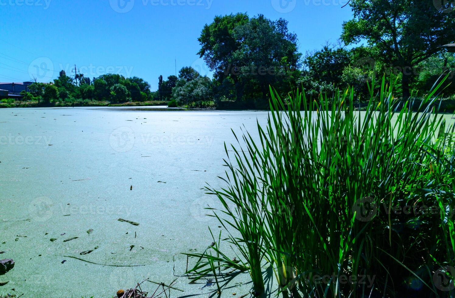 Aquatic plants floating on the surface of the water duckweed Lemna and Wolffia photo