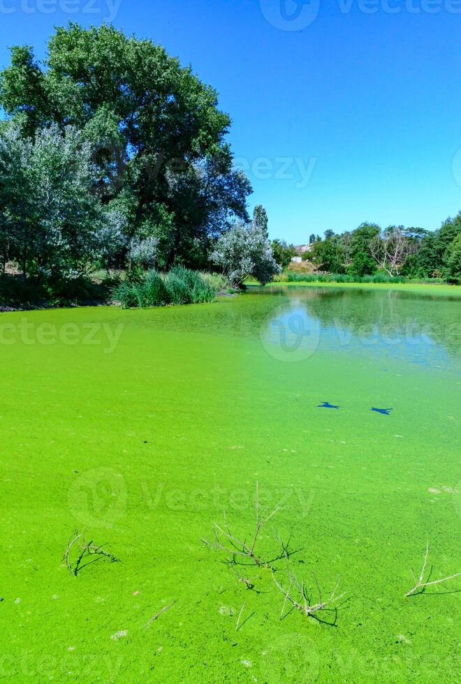 Aquatic plants floating on the surface of the water duckweed Lemna and Wolffia in a stagnant pond photo