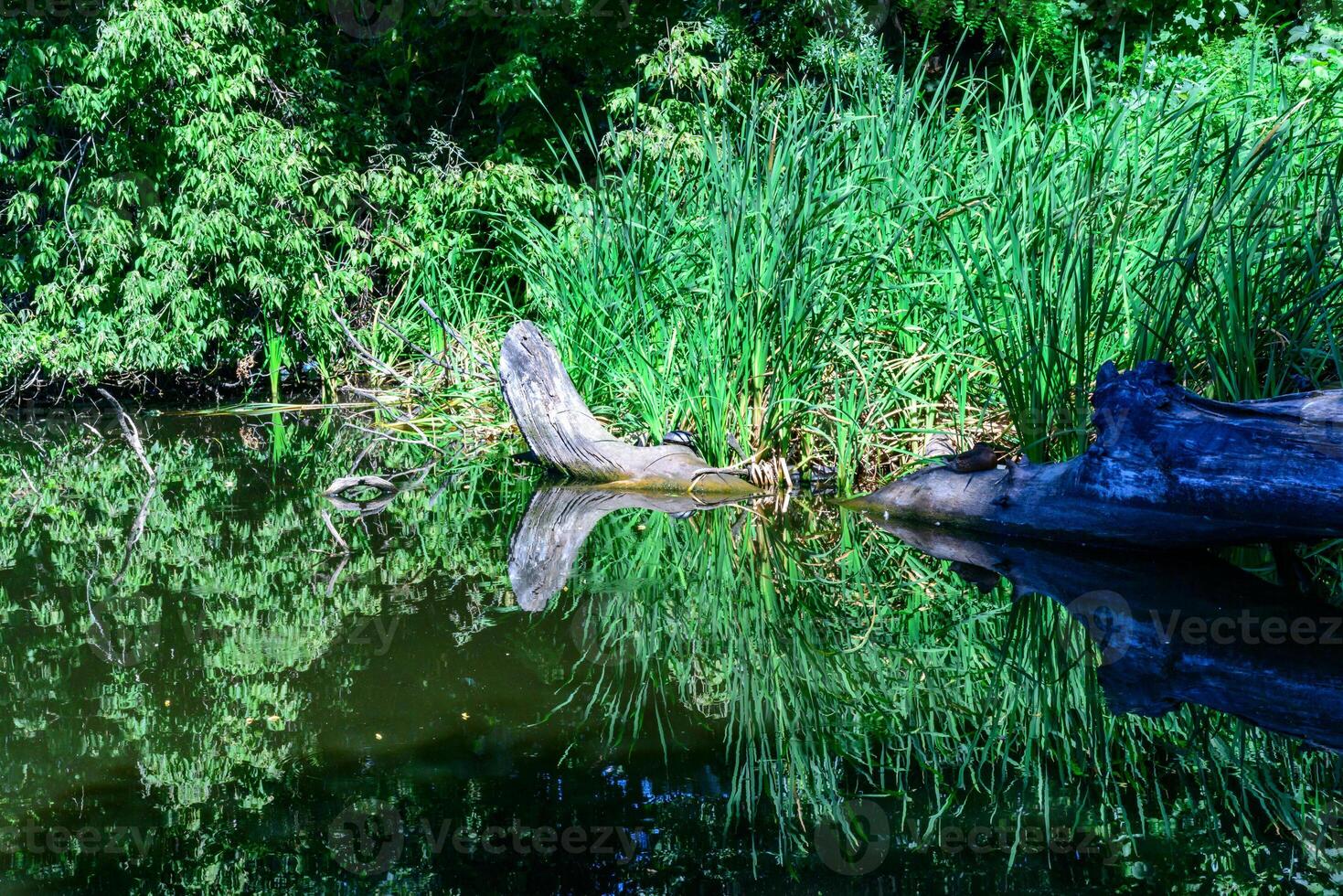 Reflection of trees in water growing in a small lake with dry trunks of dead trees floating in the water photo