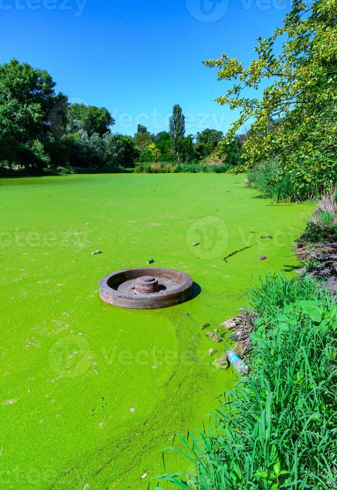 A small eutrophic lake covered with flowering algae Lemna and Wolffia photo