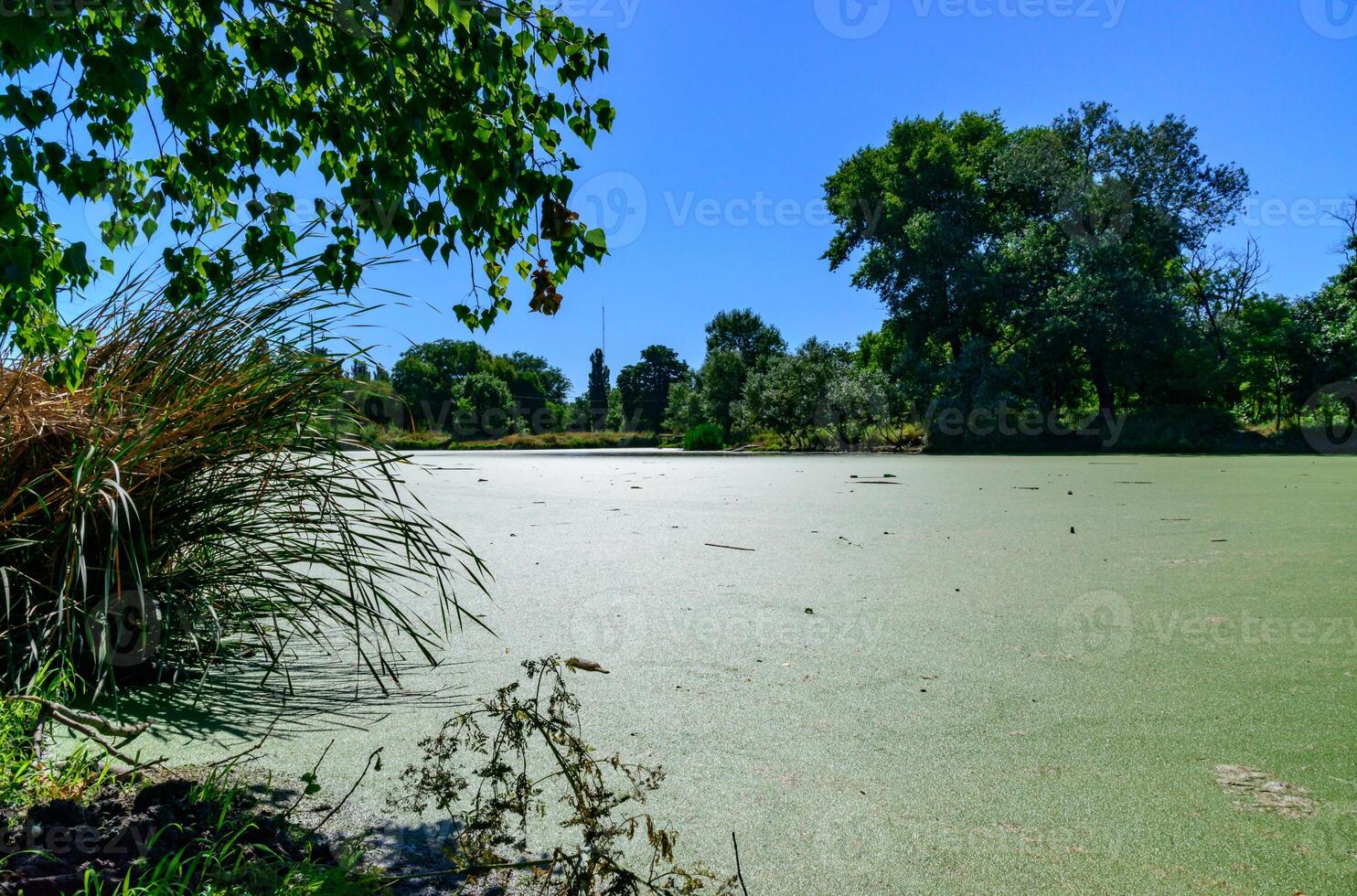 Aquatic plants floating on the surface of the water duckweed Lemna and Wolffia in a stagnant pond photo
