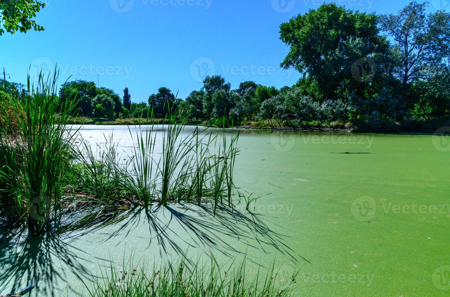 Reeds cast a shadow on a continuous layer of floating algae Lemna and Wolffia on the surface of a eutrophic lake photo