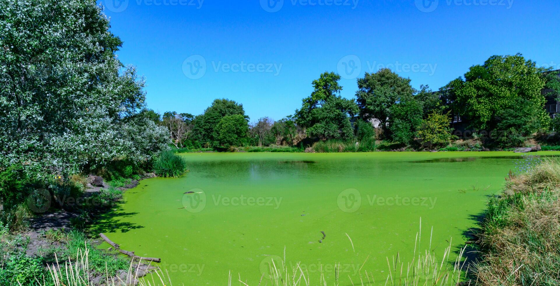 Green algae Lemna and Wolffia covering entire surface of pond water in summer photo