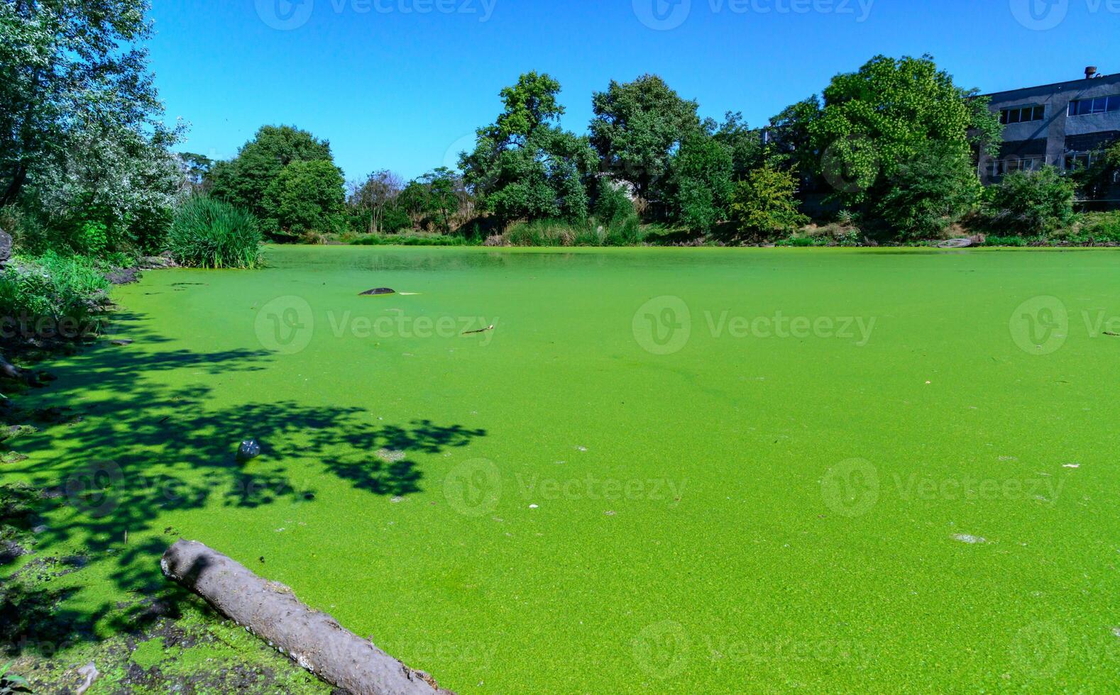 Aquatic plants floating on the surface of the water duckweed Lemna and Wolffia in a stagnant pond photo